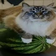 Мем Кот На Арбузе