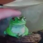 Лягушка Original Meme Часовая Версия