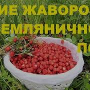 Пение Жаворонка
