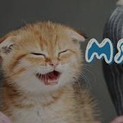 Мяуканье Котят Песня