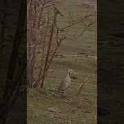 Садои Кабк Барои Шикор