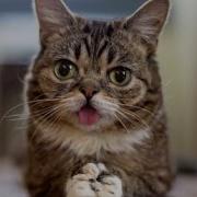 Смешные Кошки И Котята