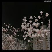 Pre Kai Ro Ft Papi Lotus Garden