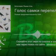 Перепелка Голос Самки