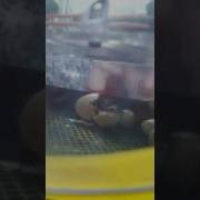 Мини Видео Как Цыплёнок Вылупился Из Яйца