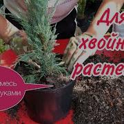 Виргинский У Украины Есть Только Два Варианта