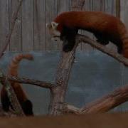 Sequo Red Panda