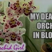 In Bloom Franz