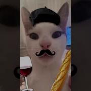 Кот Француз 1 Час
