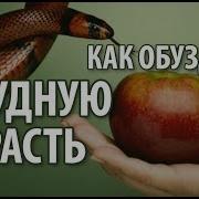 Как Обуздать Блудную Страсть