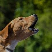 Собачий Лай Злой
