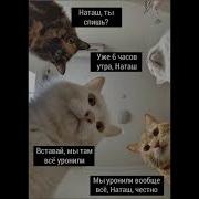 Наташа И Коты