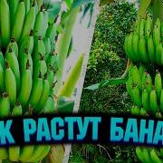 Бананы Где Растут
