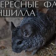 Группа Шиншиллы