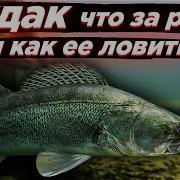 Судак Его Обитание