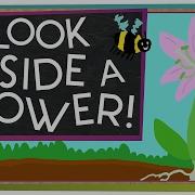 The Flower
