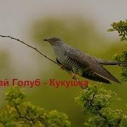 Николай Голуб Кукушка
