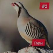 Овози Нар Кабк Барои Шикор