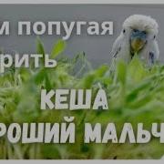Кеша Говорит Кеша Хороший Мальчик