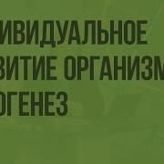 Индивидуальное Развитие
