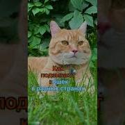 Как Подзывают Кошек В Разных Странах