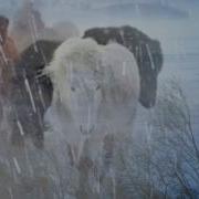 Эдуард Хуснутдинов Ах Метель Судьбы Хозяйка Караоке