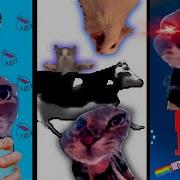 Cat At Door Meme