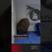 Капибара Песн