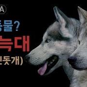 개와늑대