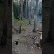 Кот Васька Против Медведя