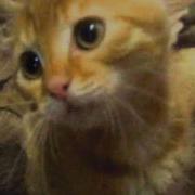 Реп Про Кота Васю
