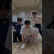 달쑤 아기고양이 노래