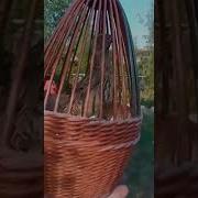 Бидана Саераши