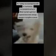 Сборник Мемов 15