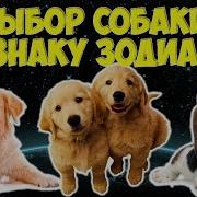Собака По Гороскопу