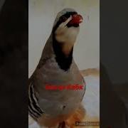 Овози Гибрит Кабк