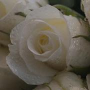 Букет Из Белых Роз Ирина Круг И Виктор Королев 2014 Г Very Beautiful Music