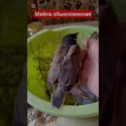 Майна Обыкновенная