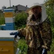 Пчеловодство Для Начинающих