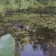 Вышла Утка Из Воды