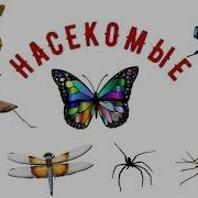 Насекомые Для Детей