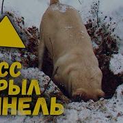 Щенки Спасают Дейка