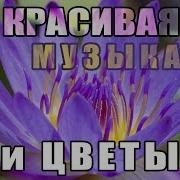 Красивая Музыка И Цветы