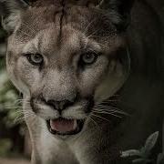 Puma Roar Sound Effect