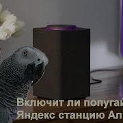 Попугай Который Знал Папу