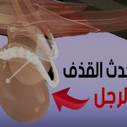 زب كبير يفرك بيده حتي يقذف