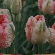 Жизнь Прекрасна Саундтрек