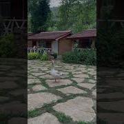 Гусь Шипит