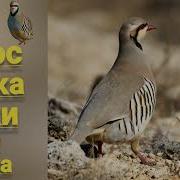 Кекилик Мастек