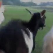 Колокольчики Динь Динь Козёл Бегает